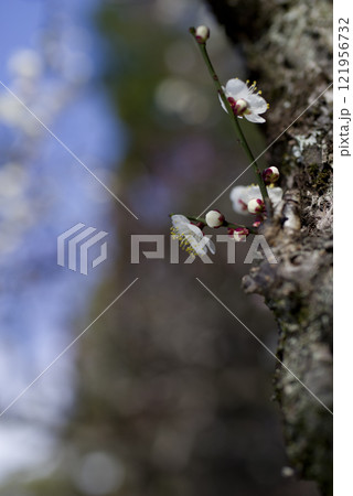 青空の下の梅園に白い梅の花が咲いています。 青空の下の梅園に白い梅の花が咲いています。 121956732