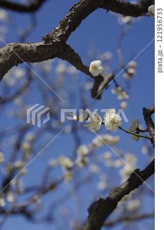 青空の下の梅園に白い梅の花が咲いています。 121956733