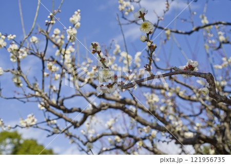 青空の下の梅園に白い梅の花が咲いています。 青空の下の梅園に白い梅の花が咲いています。 121956735