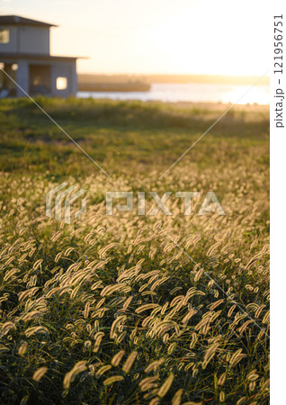 夕日に照らされる草原 夕日に照らされる草原 121956751