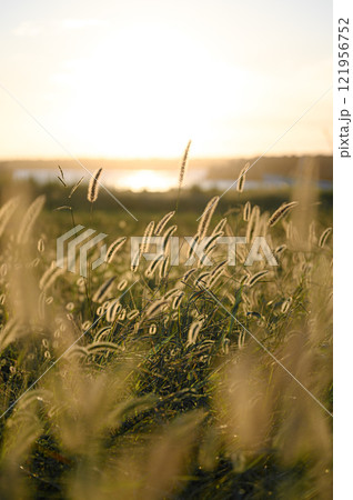夕日に照らされる草原 夕日に照らされる草原 121956752