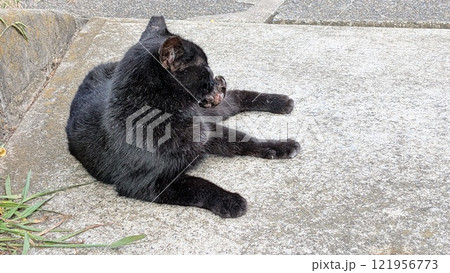 ねこ ねこ 121956773