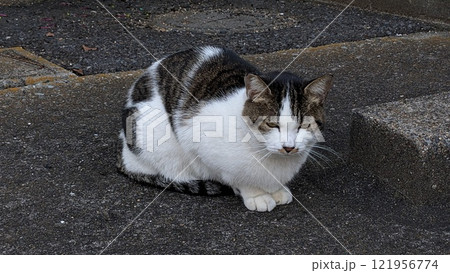 ねこ ねこ 121956774