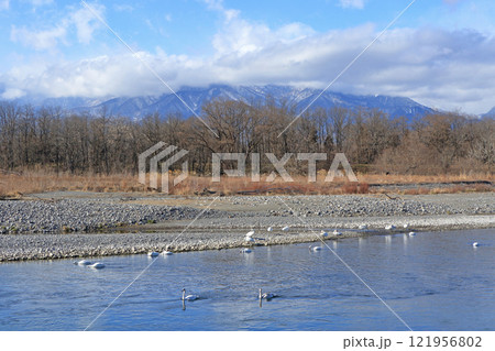 冬の安曇野　犀川の白鳥 121956802