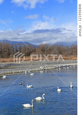 冬の安曇野　犀川の白鳥 121956806