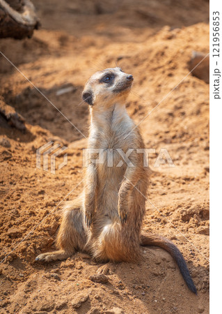 Meerkat, Suricata suricatta, on hind legs. Portrait of meerkat standing on hind legs with alert expression. Portrait of a funny meerkat sitting on its hind legs. Meerkat, Suricata suricatta, on hind legs. Portrait of meerkat standing on hind legs with alert expression. Portrait of a funny meerkat sitting on its hind legs. 121956853