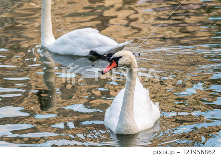 A graceful white swan swimming on a lake with dark water. The white swan is reflected in the water 121956862