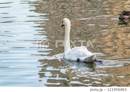 A graceful white swan swimming on a lake with dark water. The white swan is reflected in the water A graceful white swan swimming on a lake with dark water. The white swan is reflected in the water 121956863