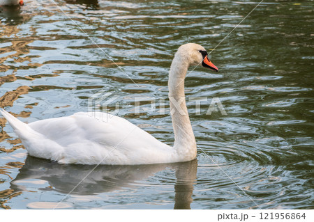 A graceful white swan swimming on a lake with dark water. The white swan is reflected in the water 121956864