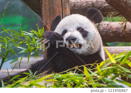 The Giant Panda Bear sits while eating a bamboo stalk 121956867