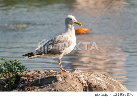 Seagull sits on stone cliff at the sea shore 121956870