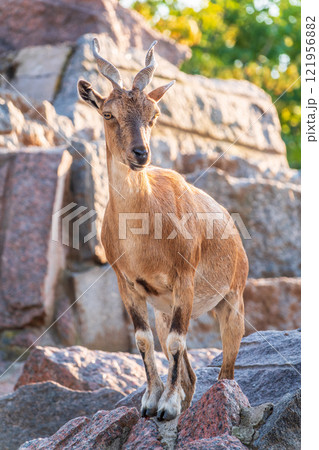 Markhor female on the rock. Latin name - Capra falconeri. Wild goat native to Central Asia, Karakoram and the Himalayas Markhor female on the rock. Latin name - Capra falconeri. Wild goat native to Central Asia, Karakoram and the Himalayas 121956882