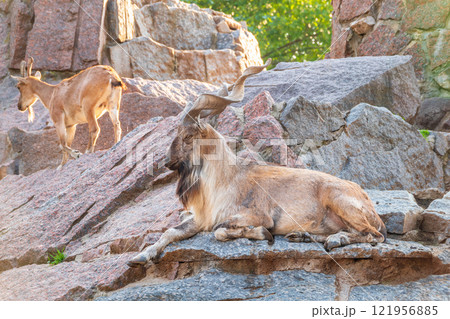 Markhor male and female on the rock. Latin name - Capra falconeri 121956885