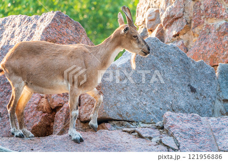 Markhor female on the rock. Latin name - Capra falconeri. Wild goat native to Central Asia, Karakoram and the Himalayas Markhor female on the rock. Latin name - Capra falconeri. Wild goat native to Central Asia, Karakoram and the Himalayas 121956886