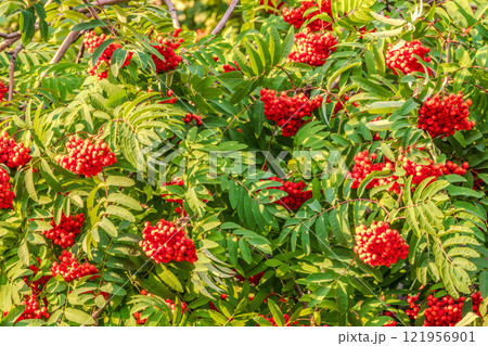 Autumn bright red rowan berries with leaves Autumn bright red rowan berries with leaves 121956901