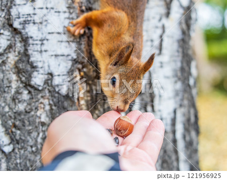 A squirrel in the autumn eats nuts from a human hand. Eurasian red squirrel, Sciurus vulgaris A squirrel in the autumn eats nuts from a human hand. Eurasian red squirrel, Sciurus vulgaris 121956925