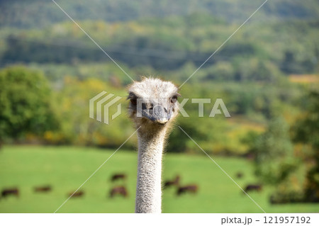 牧場のダチョウのアップ 牧場のダチョウのアップ 121957192