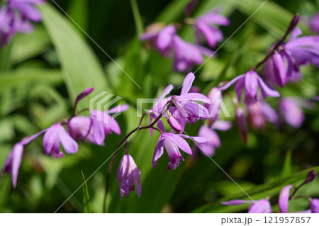 紫色のシランの花 121957857