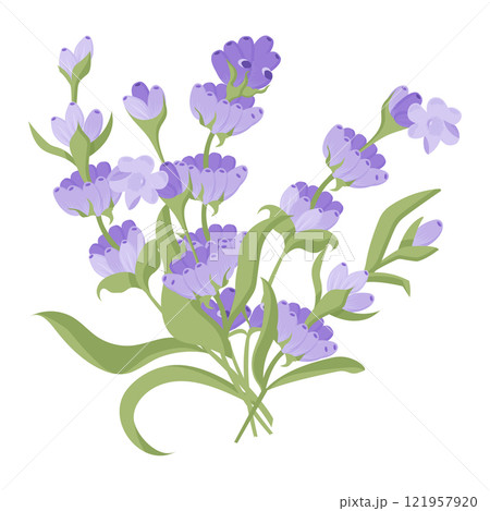 Bouquet of lavender flowers. Campasia made of purple and lilac twigs for your design. Vector illustration isolated on white background. Bouquet of lavender flowers. Campasia made of purple and lilac twigs for your design. Vector illustration isolated on white background. 121957920