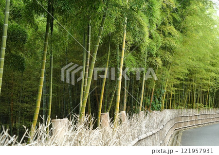 竹林のある風景 121957931