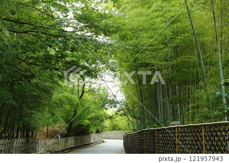 竹林のある風景 121957943