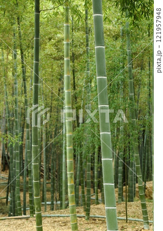 竹林のある風景 竹林のある風景 121957948