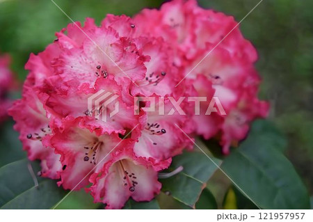 華やかな西洋シャクナゲ 121957957