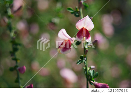 優美なエニシダ 121957958