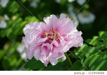 華やかな薄ピンクの牡丹 121958088