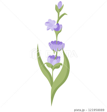 Lavender flower for your design. Vector illustration isolated on white background. Lavender flower for your design. Vector illustration isolated on white background. 121958089