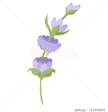 Lavender flower for your design. Vector illustration isolated on white background. Lavender flower for your design. Vector illustration isolated on white background. 121958091