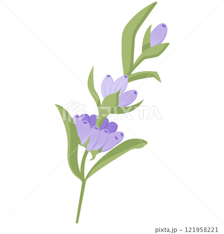 Lavender flower for your design. Vector illustration isolated on white background. 121958221