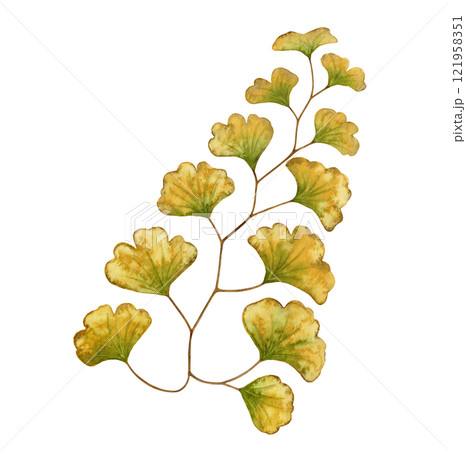 Maidenhair fern leaf textured botanical illustration in earth tone. Hand drawn watercolor floral element of prehistoric plant. Perfect for the use of ecological material and sustainable designs. Maidenhair fern leaf textured botanical illustration in earth tone. Hand drawn watercolor floral element of prehistoric plant. Perfect for the use of ecological material and sustainable designs. 121958351