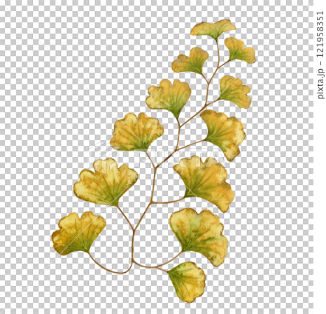 Maidenhair fern leaf textured botanical illustration in earth tone. Hand drawn watercolor floral element of prehistoric plant. Perfect for the use of ecological material and sustainable designs. Maidenhair fern leaf textured botanical illustration in earth tone. Hand drawn watercolor floral element of prehistoric plant. Perfect for the use of ecological material and sustainable designs. 121958351