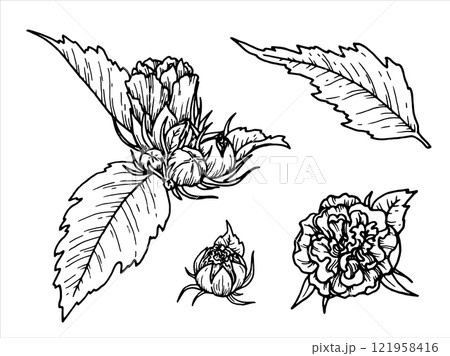 Outline botanical vector illustration of flower with leaves. Hand-drawn floral element set of branch with bud. Perfect for creating graphic resource in line art style and packaging designs. 121958416