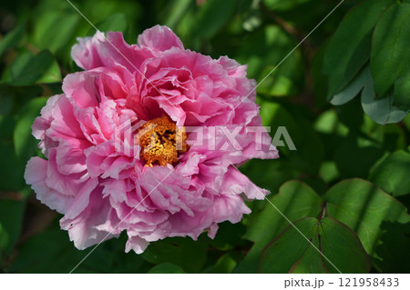 ピンクのボタンの優雅な色彩	 121958433