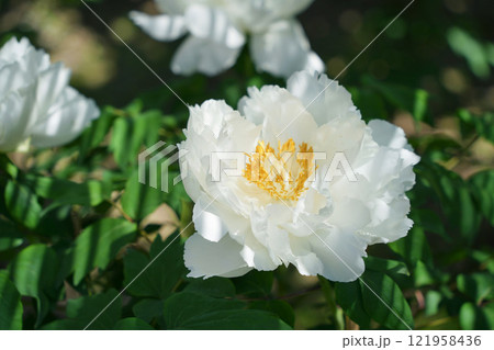 優美な白い牡丹 121958436