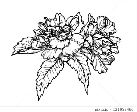 Outline botanical vector illustration of flower with leaves. Hand-drawn floral element with a bush branch. Perfect for creating graphic resource in line art style and packaging designs. 121958466