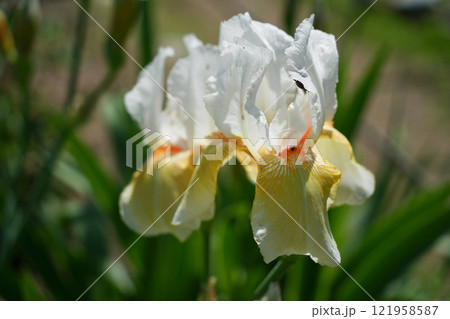 ジャーマンアイリスの彩り 121958587