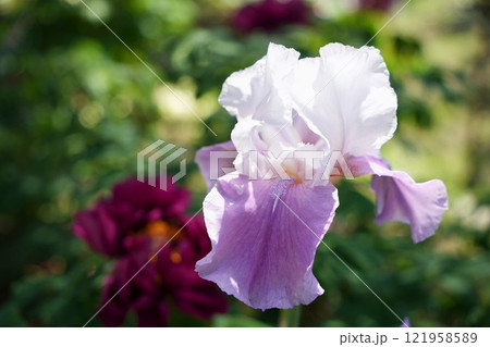 ジャーマンアイリスの優雅な色彩 121958589