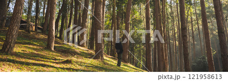 travel and people activity concept with asian man hiking in tropical forest with pine tree on mountain travel and people activity concept with asian man hiking in tropical forest with pine tree on mountain 121958613