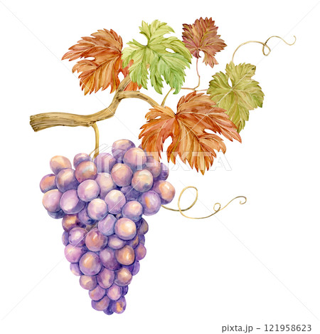 Watercolor branch with lilac grapes. Illustration of purple fruits, leaves and branches isolated on white background. Berries for wine, juice, jam labels. Clipart for winery, cafe, restaurant. 121958623