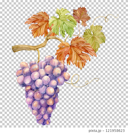 Watercolor branch with lilac grapes. Illustration of purple fruits, leaves and branches isolated on white background. Berries for wine, juice, jam labels. Clipart for winery, cafe, restaurant. 121958623