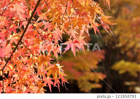 赤色に変わりつつあるもみじの葉 赤色に変わりつつあるもみじの葉 121958791
