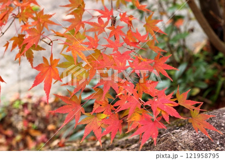 赤色に変わりつつあるもみじの葉 121958795
