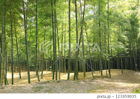 向日市　竹の径 121959035