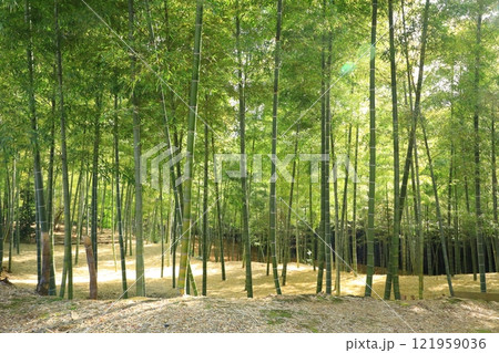 向日市　竹の径 121959036