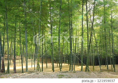 向日市　竹の径 121959037