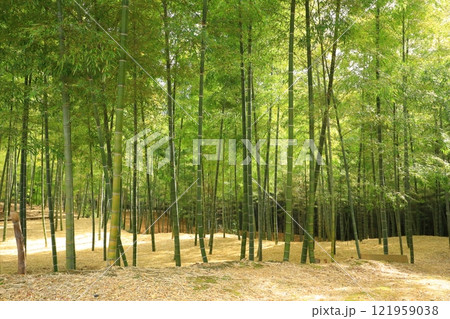 向日市　竹の径 121959038