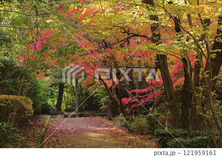 覆いかぶさるようなもみじの葉の下を歩く公園の散策路 121959161